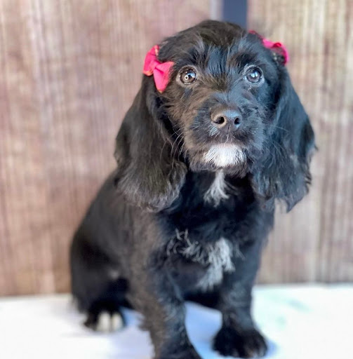 Dog Breeder «Playful Pets», reviews and photos, 115 Ridge Pike, Conshohocken, PA 19428, USA