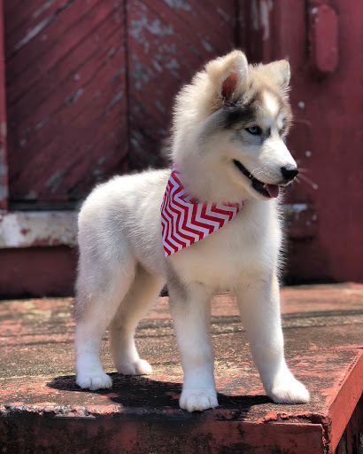 Pet Groomer «The Fetch House», reviews and photos, 130 W Washington St, Madison, GA 30650, USA