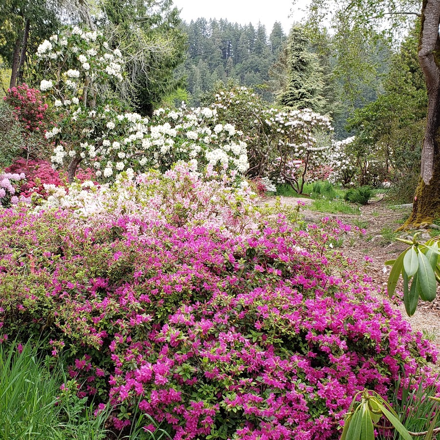 Hinsdale Rhododendron Garden