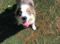 Bark Avenue Pet Resort - Photo 6 - Car repair in Atlanta, GA, Atlanta