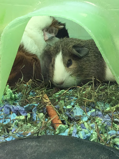 Pet Supply Store «PetSmart», reviews and photos, 5135 Times Square Dr, Okemos, MI 48864, USA