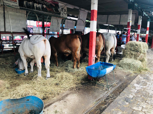 Exposiciones gratis en Managua