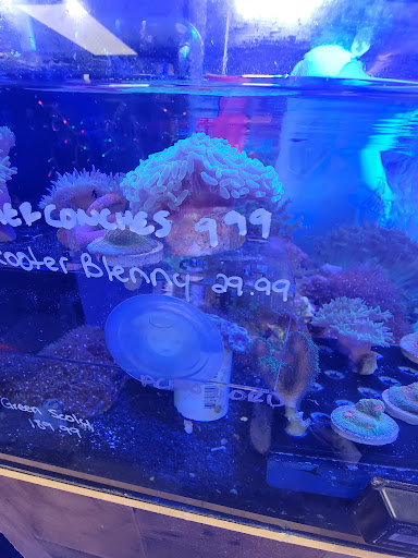 Tropical Fish Store «Saltwater Paradise», reviews and photos, 1313 W Airport Fwy, Irving, TX 75062, USA