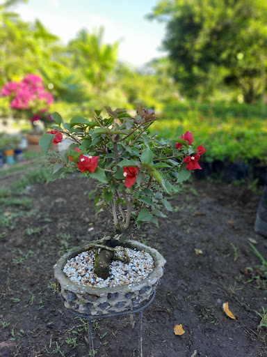 La Casa Del Bonsái - Bucaramanga