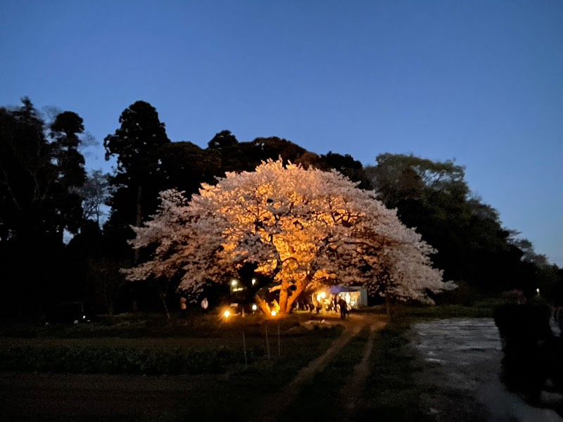 ヴィトラファームの大島桜