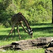 Nashville Zoo Giraffe House