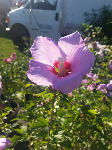 Flea Market «Armada Flea Market», reviews and photos, 25381 Armada Ridge Rd, Richmond, MI 48062, USA