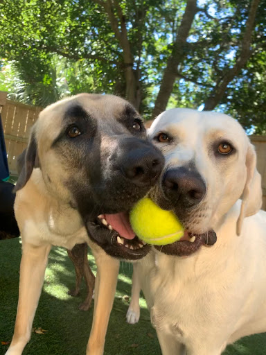 Pet Boarding Service «All About Pets», reviews and photos, 130 Arrow Rd #102, Hilton Head Island, SC 29928, USA