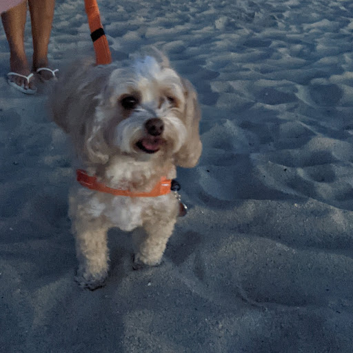 Pet Groomer «Woof Gang Bakery & Grooming Bridgewater», reviews and photos, 732 US-202 #130, Bridgewater, NJ 08807, USA