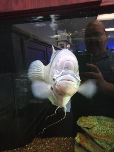 Pet Store «The Aquarium & Fish Store», reviews and photos, 710 W Lumsden Rd, Brandon, FL 33511, USA
