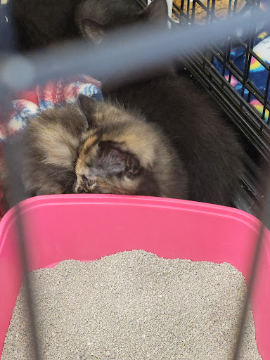 Pet Supply Store «Petco Animal Supplies», reviews and photos, 420 Harry L Dr #2, Johnson City, NY 13790, USA