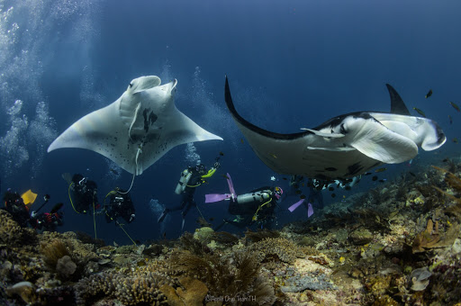 Dive Team (Thailand) Scuba & Freediving Centre