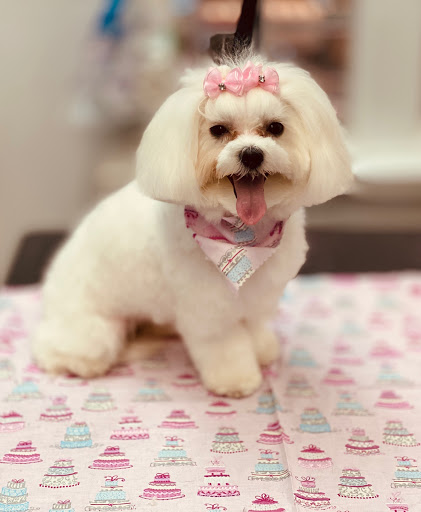 Pet Store «Canine Carousel», reviews and photos, 43135 Broadlands Center Plaza #129, Ashburn, VA 20148, USA