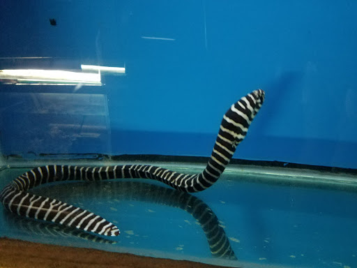 Tropical Fish Store «Ocean Aquarium», reviews and photos, 6820 E Black Horse Pike, Egg Harbor Township, NJ 08234, USA