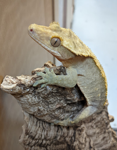 Pet Store «Animal Ark», reviews and photos, 175 S 500 E St, American Fork, UT 84003, USA