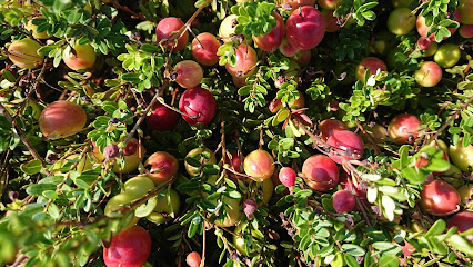 Cranberry Creek Cranberries, Inc.