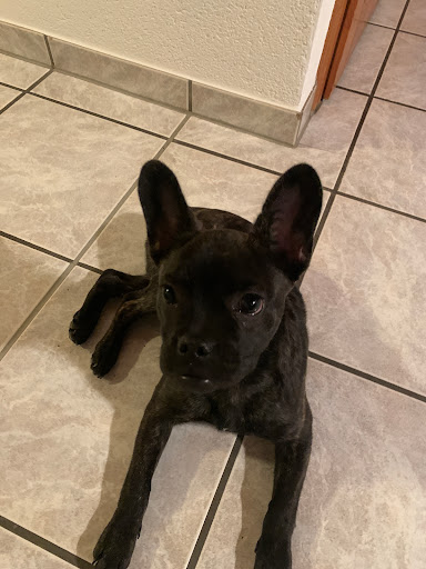 Tierklinik Dr.Himstedt & Dr. Lewan unter Opfenbach, Bayern