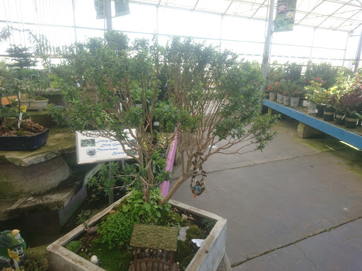 Bonsai plant supplier Vallejo