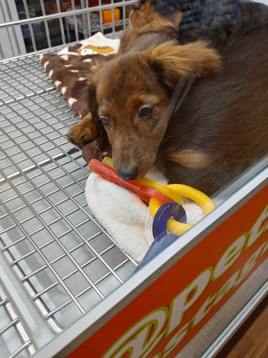 Pet Adoption Service «Petland Novi», reviews and photos, 27200 Novi Rd # A, Novi, MI 48377, USA