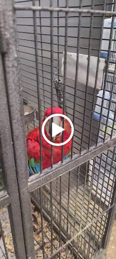 Pet Store «El Granero Pet Shop», reviews and photos, 15700 Atlantic Ave, Compton, CA 90221, USA