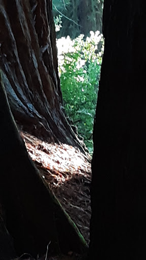 Nature Preserve «LandPaths Grove of Old Trees», reviews and photos, 17599 Fitzpatrick Ln, Occidental, CA 95465, USA