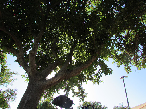 Park «Pierce Park», reviews and photos, 2150 N 46th St, Phoenix, AZ 85008, USA