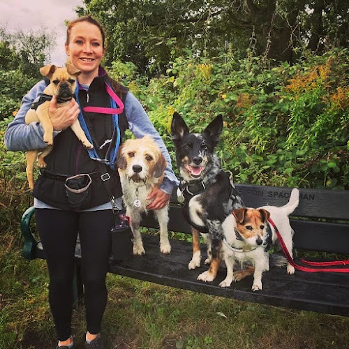Reviews of Wagtails Dog Walking in Norwich - Dog trainer