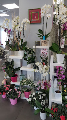 L'ilot Fleurs à Nice