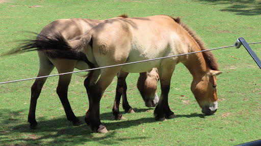 Tourist Attraction «Elephant Trails», reviews and photos, 3001 Connecticut Ave NW, Washington, DC 20008, USA