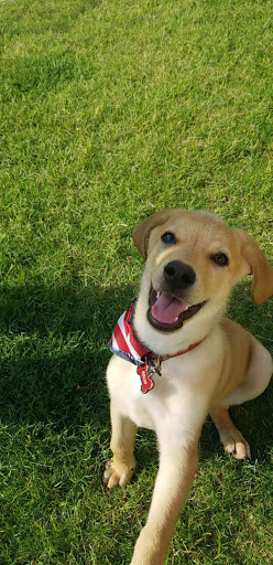 Pet Store «Petland Plano», reviews and photos, 1301 Custer Rd #405, Plano, TX 75075, USA