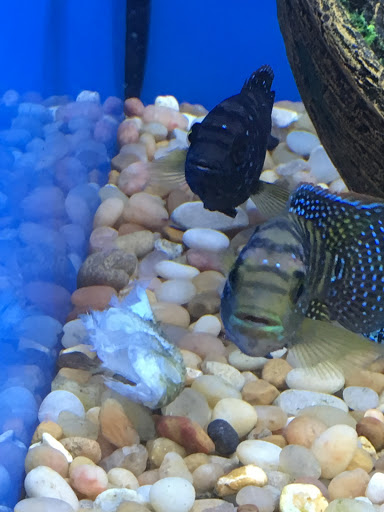 Pet Supply Store «Pet Supplies Plus», reviews and photos, 17205 S Golden Rd, Golden, CO 80401, USA