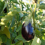 Photo n°4 de l'avis de Janos.o fait le 08/10/2019 à 14:06 sur le  Craveiral Farmhouse à São Teotónio