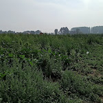 Photo n° 1 de l'avis de Johannes.o fait le 16/08/2020 à 09:41 pour Aux 4 Vents Ferme Cueillette à Sailly-Lez-Lannoy