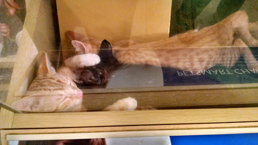 PetSmart image
