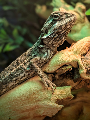 Pet Supply Store «Buckles Feed Depot & Pet Supply», reviews and photos, 220 S 4th St, Lafayette, IN 47901, USA