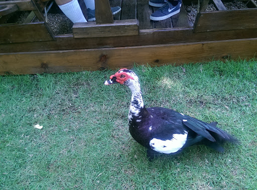 Sightseeing Tour Agency «Jungle Queen Riverboat», reviews and photos, 801 Seabreeze Blvd, Fort Lauderdale, FL 33316, USA