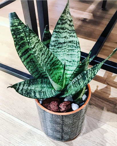 Wholesale Florist «Urban Jungle», reviews and photos, 2603 Sherman Ave NW, Washington, DC 20001, USA