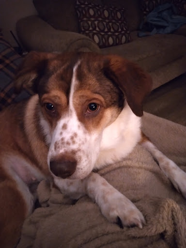 Pet Boarding Service «Alpha Pet Boarding & Grooming», reviews and photos, 7904 Veterans Memorial Hwy, Scottsville, KY 42164, USA