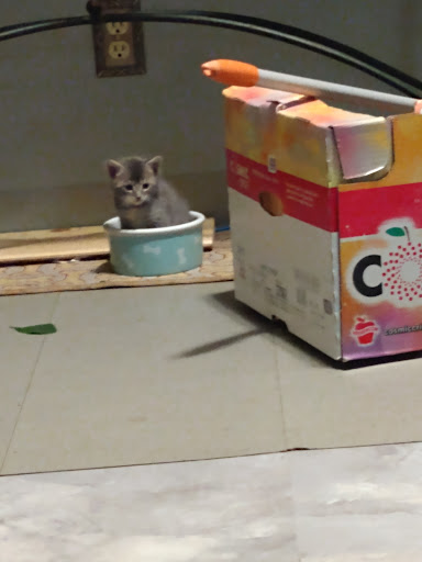 Pet Store «Pet Pals Discount Pet Foods & Supplies», reviews and photos, 3660 Soquel Dr, Soquel, CA 95073, USA