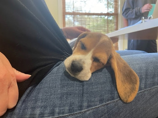 Auto Insurance Agency «Michael Chaumont - State Farm Insurance Agent», reviews and photos