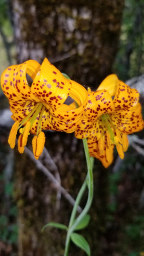 Tourist Attraction «Bridal Veil Falls», reviews and photos, E Crown Point Hwy, Bridal Veil, OR 97010, USA