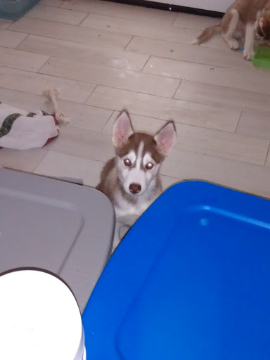 Pet Supply Store «Petco Animal Supplies», reviews and photos, 415 E University Dr, Granger, IN 46530, USA