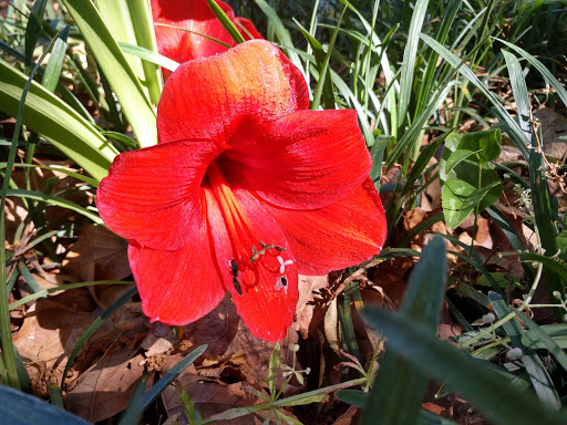 Country Club «Killearn Country Club», reviews and photos, 100 Tyron Cir, Tallahassee, FL 32309, USA