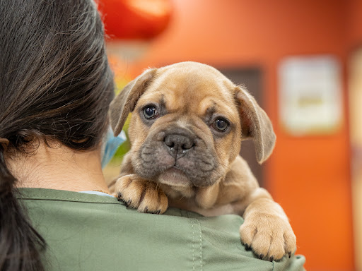 Pet Supply Store «Petland Tyler», reviews and photos, 4512 S Broadway Ave, Tyler, TX 75703, USA