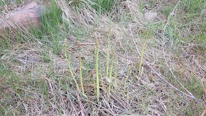 Animas City Park - photo 81