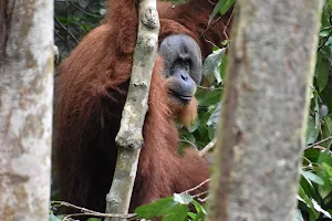 Sumatra EcoVentures image