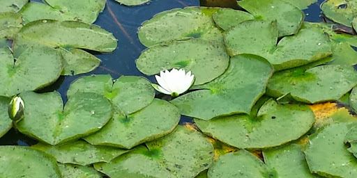 Golf Course «Van Cortlandt Park Golf Course», reviews and photos, 115 Van Cortlandt Park S, Bronx, NY 10471, USA