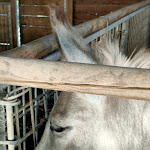 Photo n°4 de l'avis de ica.c fait le 19/08/2023 à 11:22 sur le  Fattoria La Cinta à San Vitale II