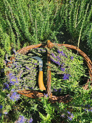 Les bonnes plantes à Louignac