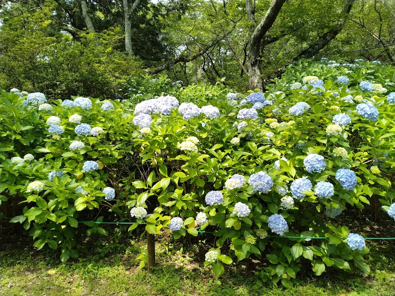 宗吾霊堂 あじさい園